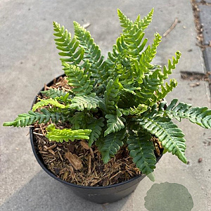 Blechnum spicant GM 2,0L