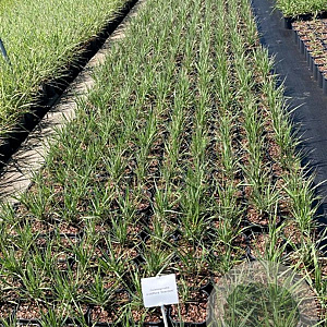Calamagrostis acut. 'Overdam' GM 2,0L