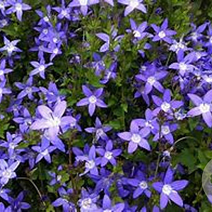 Campanula poscharskyana GM P9