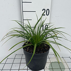 Carex morrowii 'Variegata' GM 2,0L