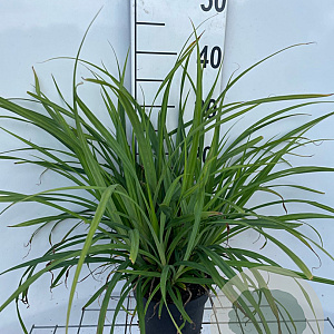 Carex pendula GM 2,0L
