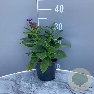 Centaurea montana GM 2,0L