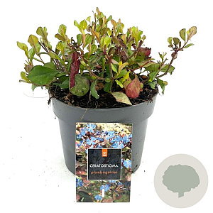 Ceratostigma plumbaginoides GM 2,0L