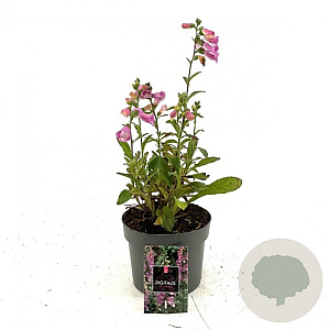 Digitalis purpurea GM 2,0L