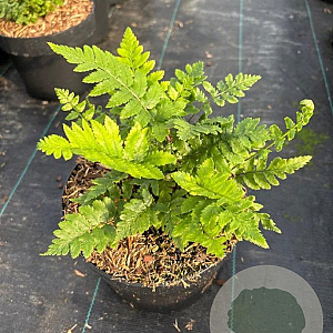 Dryopteris cycadina GM 2,0L