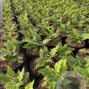Dryopteris cycadina GM 2,0L
