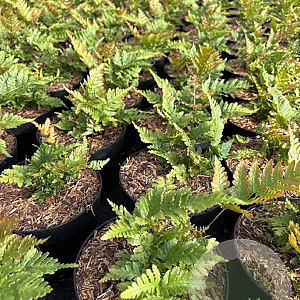 Dryopteris erythrosora GM 2,0L