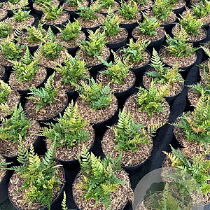 Dryopteris erythrosora prolifica GM 2,0L