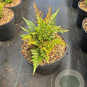 Dryopteris erythrosora prolifica GM 2,0L