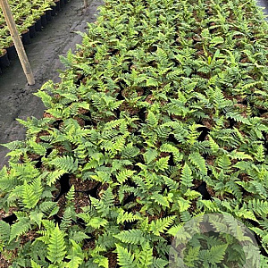 Dryopteris marginalis GM 2,0L
