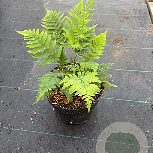 Dryopteris marginalis GM 2,0L