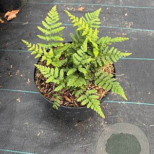 Dryopteris wallichiana GM 2,0L