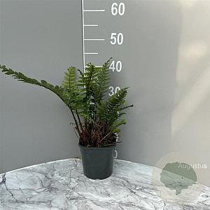 Dryopteris wallichiana GM 2,0L