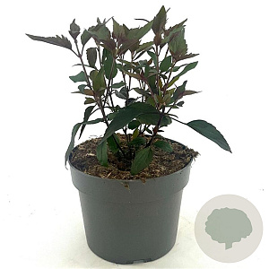 Eupatorium rugosum 'Chocolate' GM 2,0L