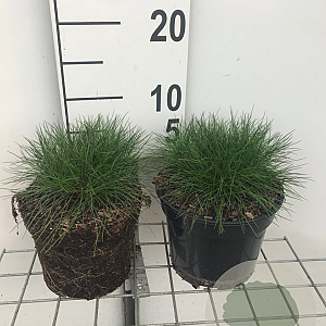 Festuca gautieri GM 2,0L