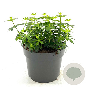 Galium odoratum GM 2,0L
