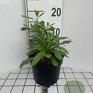 Gaura lindheimeri GM 2,0L
