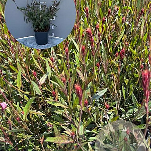 Gaura l. 'Siskiyou Pink' GM 2,0L