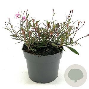 Gaura l. 'Siskiyou Pink' GM 2,0L