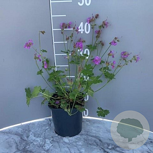 Geranium cant. 'Cambridge' GM 2,0L