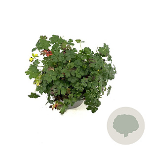 Geranium cant. 'Cambridge' GM 2,0L