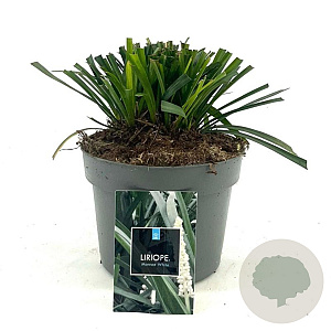 Liriope muscari 'Monroe White' GM 2,0L