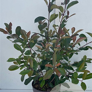 Photinia fraseri 'Red Robin' 80-100 cm 10L