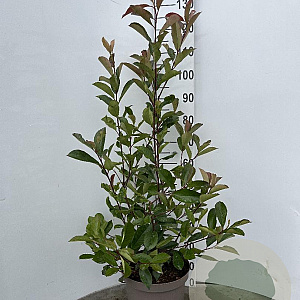 Photinia fraseri 'Red Robin' 80-100 cm 10L