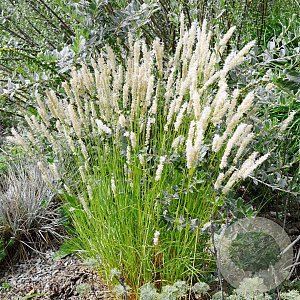 Melica ciliata GM 2,0L