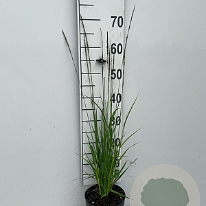 Molinia caerulea GM 2,0L