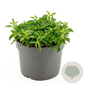 Origanum vulg. 'Compactum' GM 2,0L