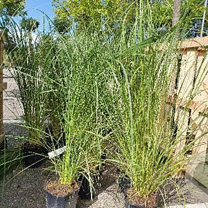 Pennisetum alopecuroides GM 1.5
