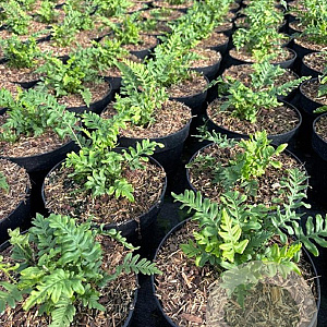 Polypodium vulgare GM 2,0L