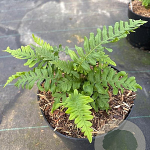 Polypodium vulgare GM 2,0L