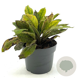 Pulmonaria 'Blue Ensign' GM 2,0L