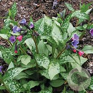 Pulmonaria long. 'Diana Clare' GM 2,0L