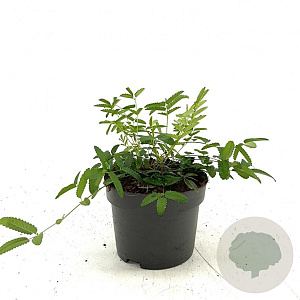 Sanguisorba o. 'Pink Tanna' GM 2,0L