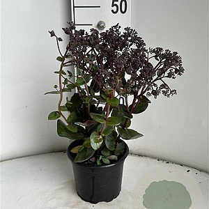 Sedum t. 'Flosechcho' GM 2,0L