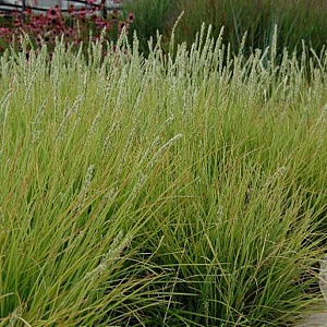 Sesleria autumnalis 15-20 cm P9