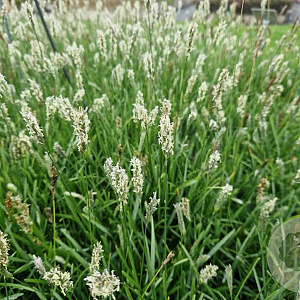 Sesleria 'Greenlee' GM 2,0L