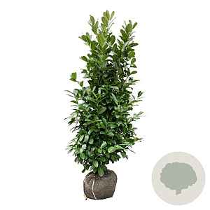 Prunus I. 'Rotundifolia' 150-175 cm met kluit extra