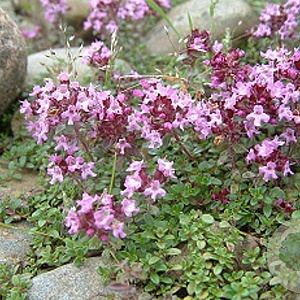 Thymus pulegioides GM 2,0L