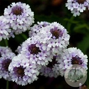 Verbena rigida 'Polaris' GM 2,0L