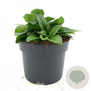 Veronica spic. 'Ulster Dwarf Blue' GM 2,0L