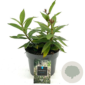 Veronicastrum virg. 'Pink Glow' GM 2,0L