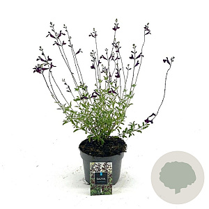 Salvia 'Nachtvlinder' GM 2,0L
