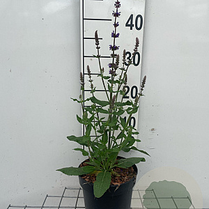 Salvia nem. 'Blaukönigin' GM 2,0L