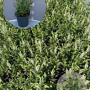 Salvia nem. 'Schneehügel' GM 2,0L