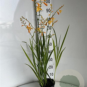 Crocosmia 'George Davidson' GM 2,0L