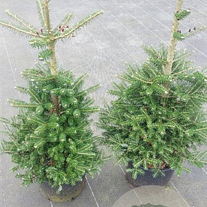 Abies koreana 100-125 cm 20L